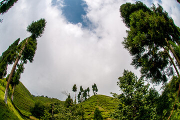 Obraz premium Tea Gardens of Darjeeling, India