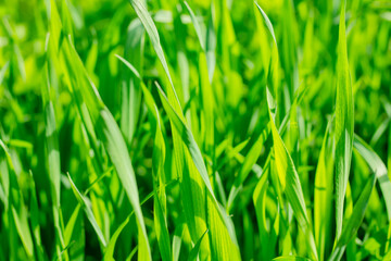 beautiful green grass after mowing, lawn background