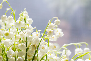 lilies of the valley lit by the sun. Beautiful spring white flowers close up