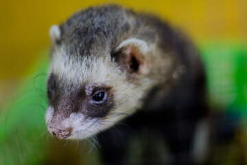 Ferret close-up. A predatory animal in the petting zoo. rodent in a cage.
