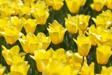 large meadow of fresh blooming yellow tulips close up