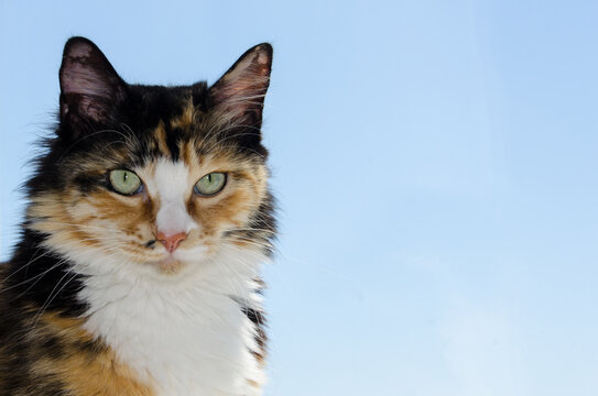 Tricolor unusual cat with beautiful large green eyes. A beautiful fluffy cat looks straight ahead. Free space for text.