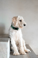 Perro sentado en escaleras
 