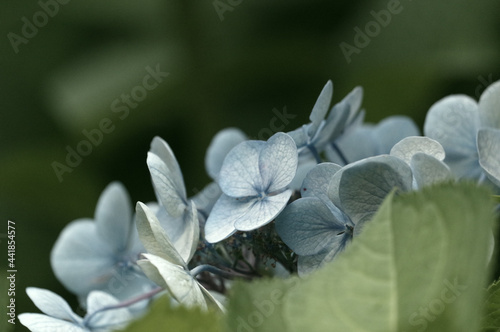 紫陽花の花 白 青 ピンクのような華やかで可憐な色の紫陽花も良いが この花のようにシックで大人の落ち着いた色もまた魅力的である Adult Wall Mural Adu 宮岸孝守