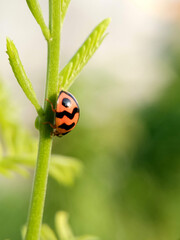 black orange ladybug on a green branch. this picture good for portrait green background.