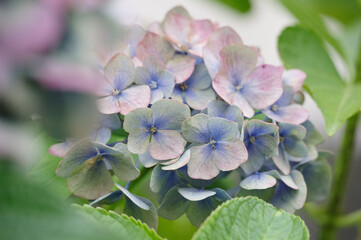 庭に咲くピンクのばら 梅雨入り前のこの季節に楽しませてくれる ピンクのばらの花言葉は 上品 しとやか 感銘 Wall Mural 宮岸孝守
