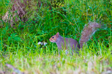 Curious grey squirrel closeup photo on tree and grass.