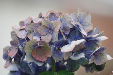 紫陽花の花。白・青・ピンクのような華やかで可憐な色の紫陽花も良いが、この花のようにシックで大人の落ち着いた色もまた魅力的である