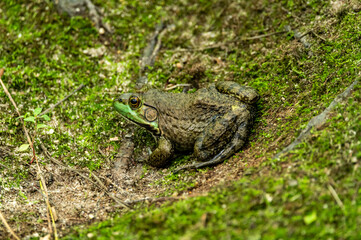 frog in the moss
