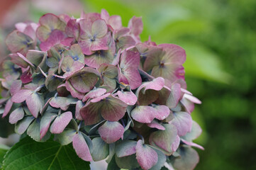 紫陽花の花 白 青 ピンクのような華やかで可憐な色の紫陽花も良いが この花のようにシックで大人の落ち着いた色もまた魅力的である Adult Wall Mural Adu 宮岸孝守