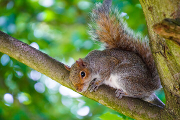 Curious grey squirrel closeup photo on tree and grass.