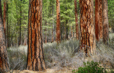 Ponderosa pine forest along the Metolius River
