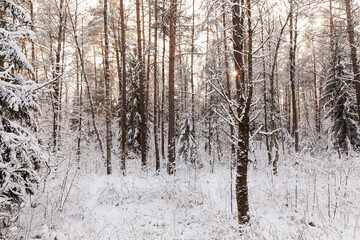 winter weather in the park or forest