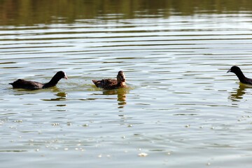 floating wild ducks