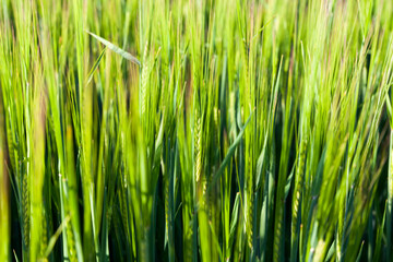 field with a new crop of plant food