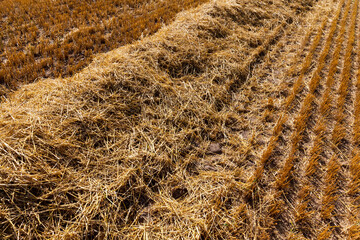 agricultural field with prickly straw from wheat