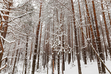winter season with snow in the park or forest and pine firs