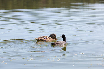 waterfowl wild birds ducks in the wild