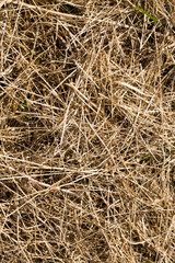 darkened and yellowed grass in nature, close up
