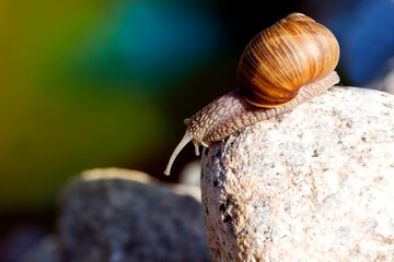 grape snail crawling on its territory