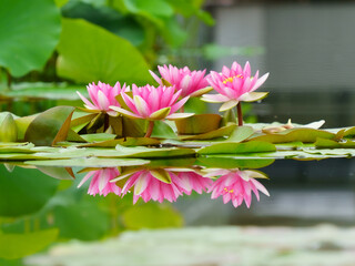 水面反射する睡蓮