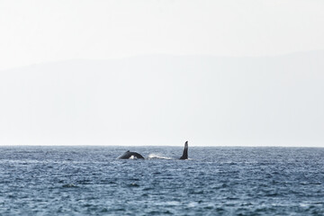 Obraz premium Humpback whale