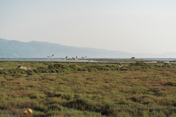 Pink flamingos in their natural environment with drone shooting. Izmir bird paradise - Izmir, Turkey