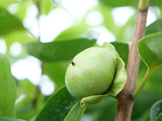 Fuyu persimmon young fruit in Motosu City, Gifu Prefecture, Japan