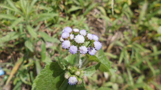 Flor del campo