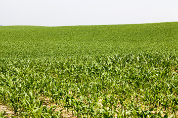 Fototapeta na wymiar agricultural field where green corn grows , agriculture