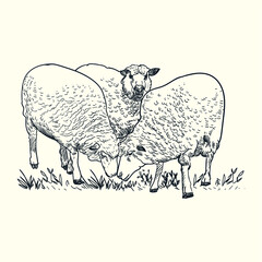 Vintage hand drawn three sheeps eating grass