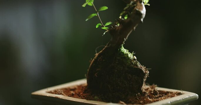 Close up of tiny bonsai tree in flowerpot. Beautiful plant rotating in small pot - zennism 4k footage