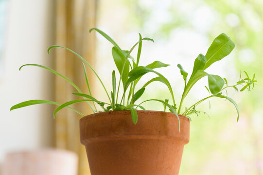 Seedlings growing in terracotta pot
