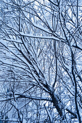 Snow covered tree branches. City winter landscape.