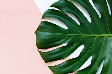 Tropical green palm leaf on pink green background. Monstera leaves mock up, template. Summer fashion background.