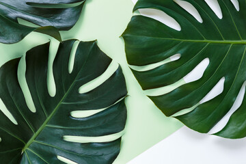 Tropical green palm leaf on pink green background. Monstera leaves mock up, template. Summer...