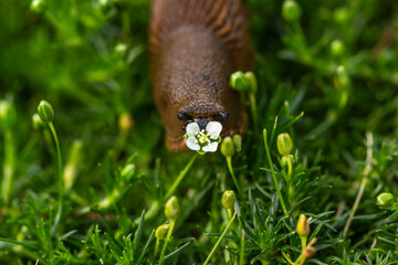 A brown slug eating a petal of a flower