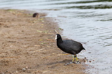 black coot in the spring season on the lake