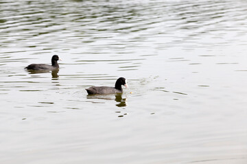 wild waterfowl on the territory of lakes