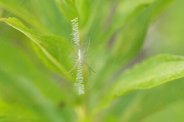 蜘蛛の巣のイメージ