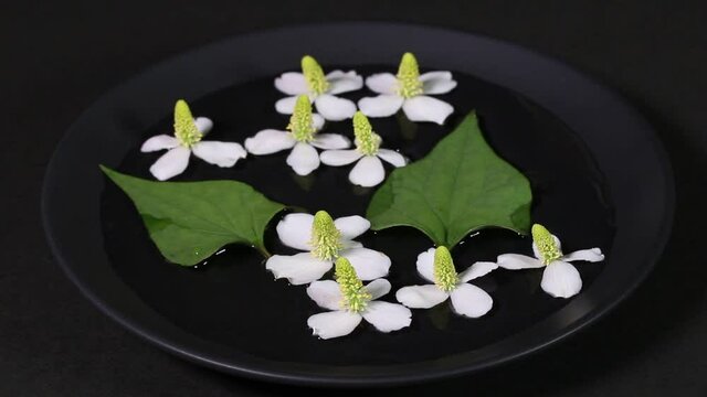 水に浮いたドクダミの花