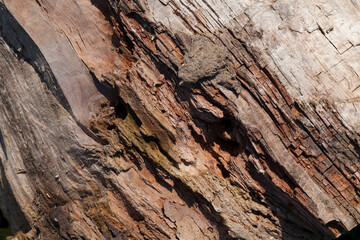 wood surface with its structure