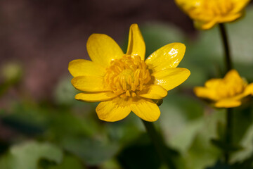 beautiful yellow flowers in the garden