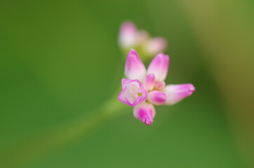 ミゾソバの花のイメージ