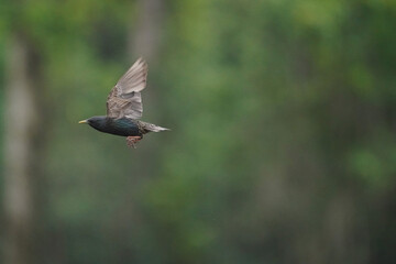 Starling flying in woods in summer evening
