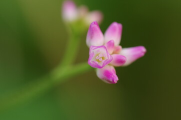 ミゾソバの花のイメージ