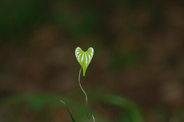 蔓の葉のイメージ