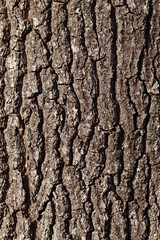 the structure of the tree bark