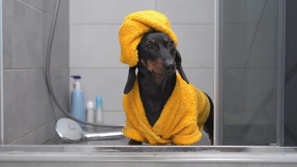 Cute dachshund puppy in yellow bathrobe and with towel wrapped around its head like a turban stands in shower and patiently waits for owner to pick it up after bathing. Daily hygienic procedures.