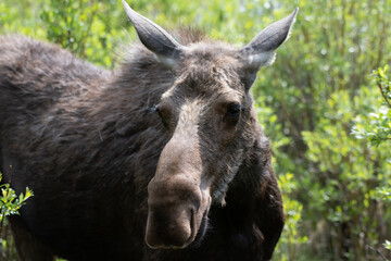 Big brown moose grazing between green bushes in the forest in the Rocky Mountains in Colorado  